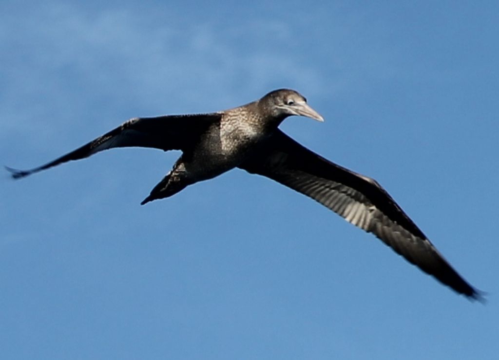 richiesta informazioni su gabbiano